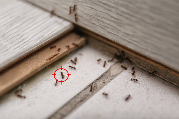 Best Local Pest Control Services  in Crownpoint, NM